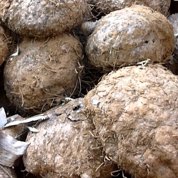 BingoFresh Premium Elephant Foot Yam (Chena) - shopbingos.com. Online