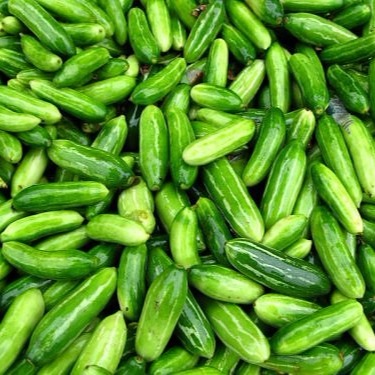 BingoFresh Premium Ivy Gourd (Kovakka) - shopbingos.com. Online grocery