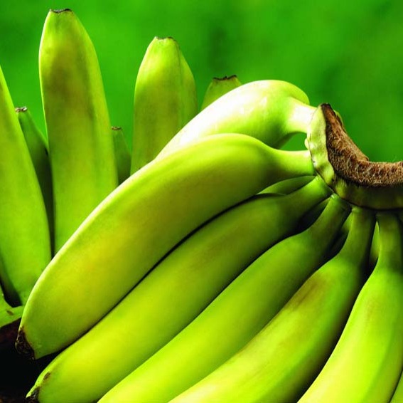 Robusta Banana In Hindi
